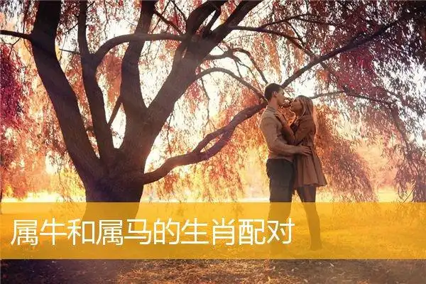 属牛和属马的生肖配对