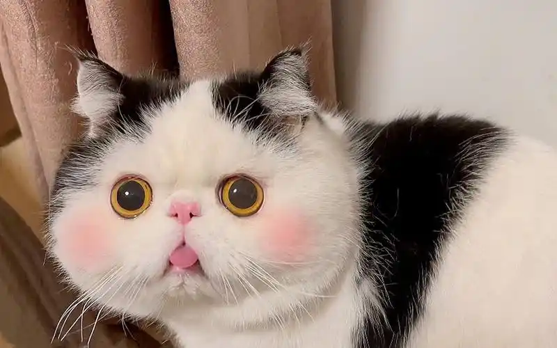 小猫咪太爱吐舌头了,时时刻刻都在卖萌,实在太可爱啦!