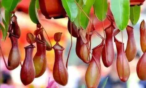 (身材娇小的生肖动物) - 冷求网