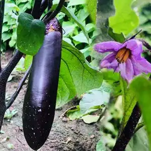 子茄 东北茄子 紫皮茄子 东北特产特色美食 东北新鲜蔬菜5斤包邮