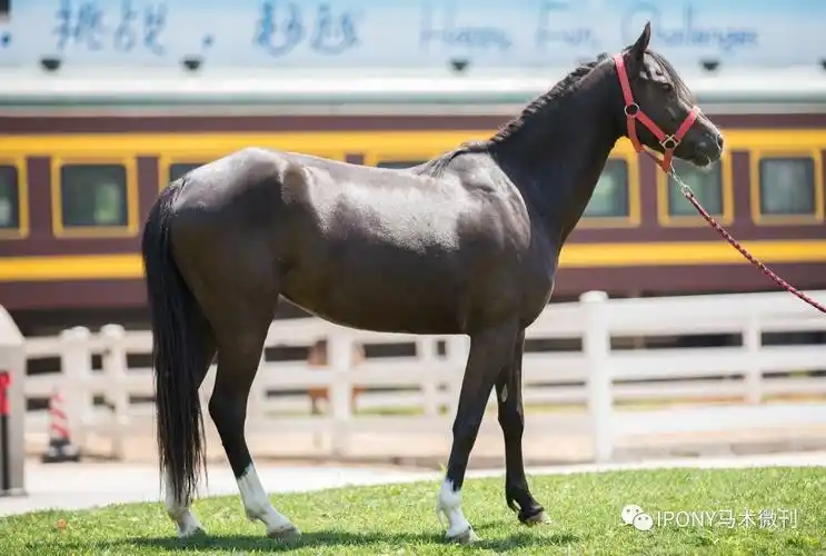 (马名:香奈尔)pony b:体高108-130厘米