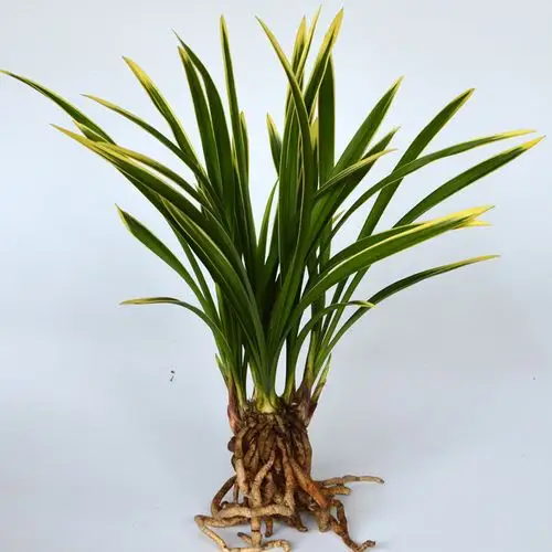 最贵的金边兰花图片(最贵金边兰花5000千万图片)