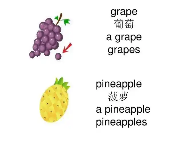 grape 葡萄   grape grapes pineapple 菠萝   pineapple pineapples