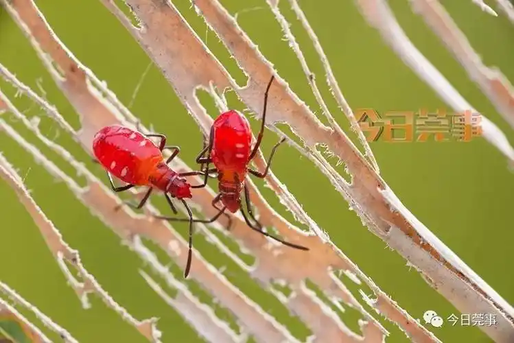 经过图片比对,初步认定为红蝽(chūn)科昆虫的幼虫