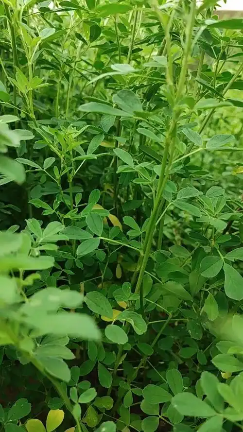 大自然的馈赠,紫花苜蓿