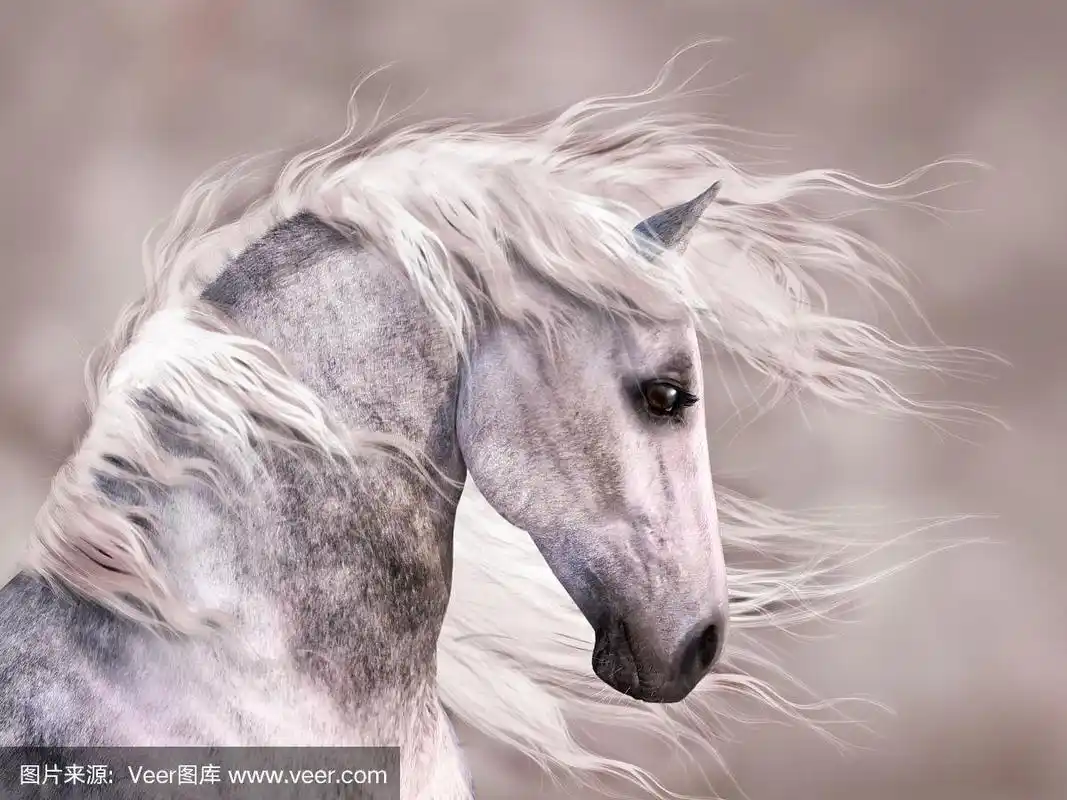 马,侧面像,动物头,深灰色斑纹,灰色斑纹马