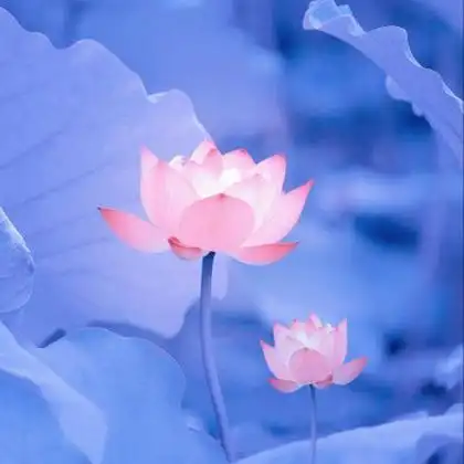 抖音最火荷花头像图片,高清唯美无字的绝美荷花头像_植物头像_头像屋