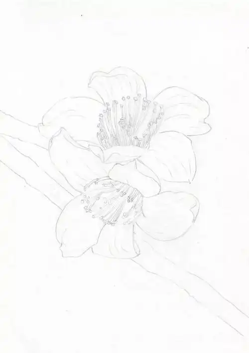 简单易学的木棉花彩铅画教程