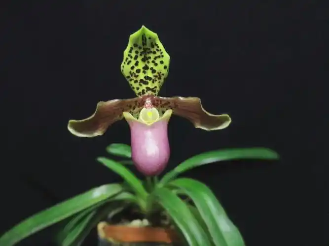 亨利兜兰paphiopedilumhenryanum_哔哩哔哩 (゜-゜)つロ 干杯~-bili