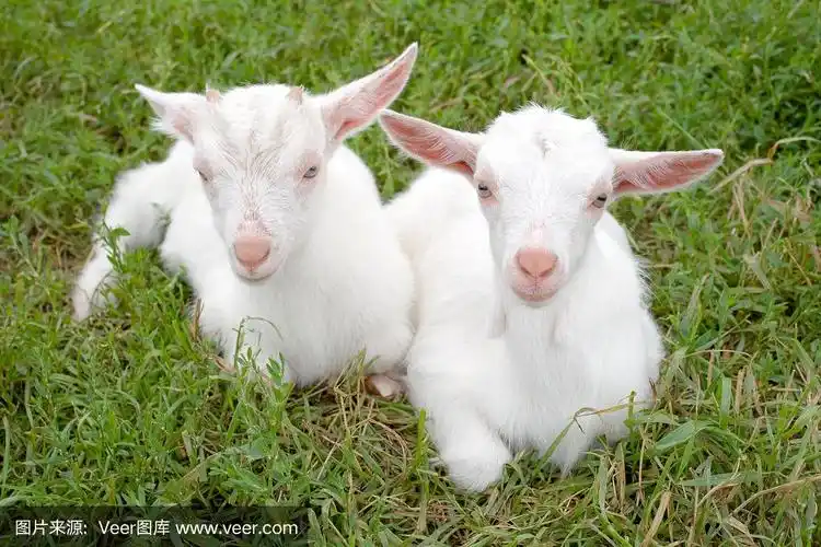 两个年轻的山羊.