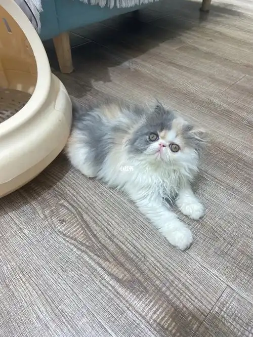 浅三花长毛加菲妹妹找家长