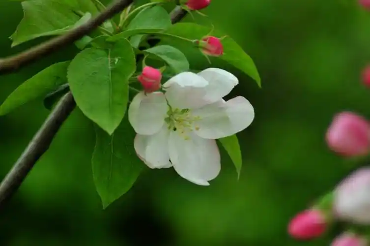 海棠花图片花朵海棠海棠花