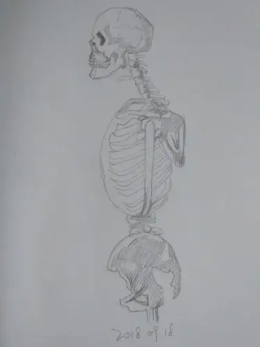 素描人物基础练习二:人体骨骼结构