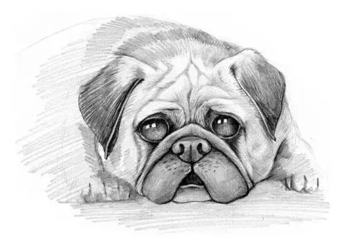 一组素描狗狗图片欣赏