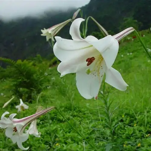 因为有了祢【花瓣雨制作】 - 谷中百合~淑子 唱吧,听见歌声遇见你