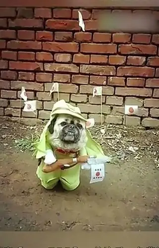 人模狗样――搞笑图片