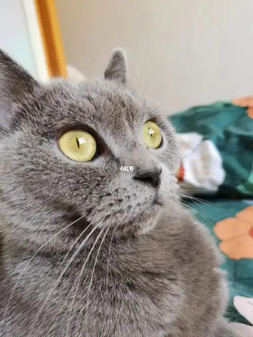 你家蓝猫的眼睛是什么颜色的