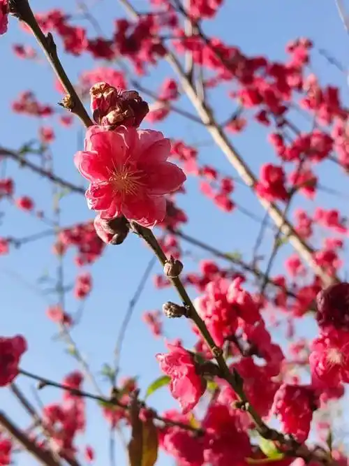 的桃花显得格外鲜艳娇美露出淡粉色的花蕊朵朵桃花张开花瓣"桃之夭夭