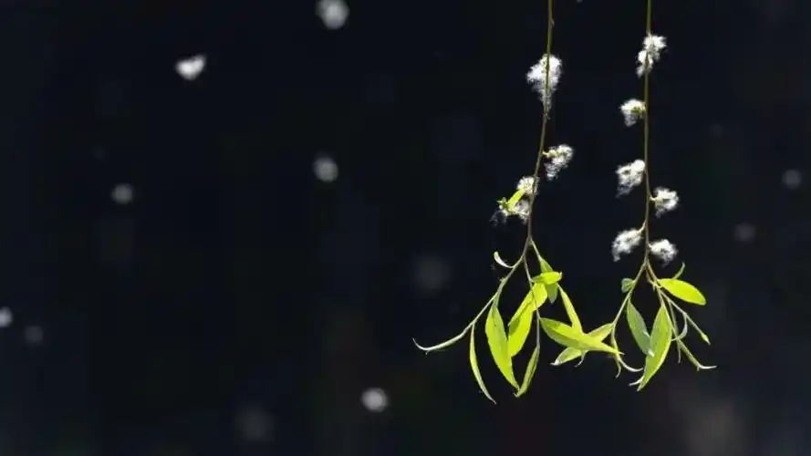 苏州即将进入柳絮纷飞的爆发期,医生提醒_腾讯新闻