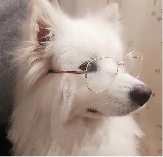 氵求个梦子哥戴眼镜的图