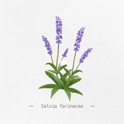 每日一画鼠尾草