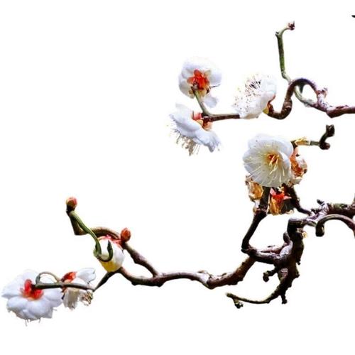 原生梅花龙游梅盆栽地栽耐寒南北方花卉绿梅红梅红须朱砂当年开花