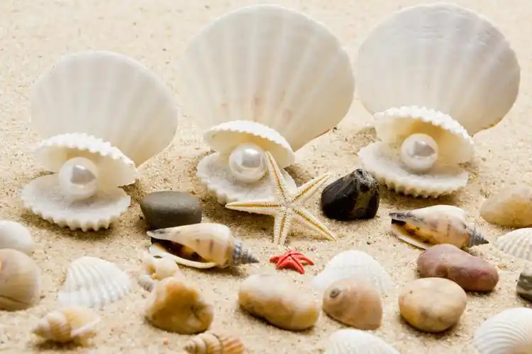 沙滩上美丽的贝壳珍珠高清图片