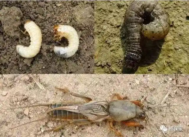 草莓最全病虫害高清图谱,发生时期及最新防治药剂推荐,必备收藏!