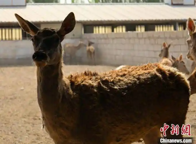 探访新疆兵团马鹿养殖场:货车司机成养鹿"专家"_刘增_天山_刘佳乐