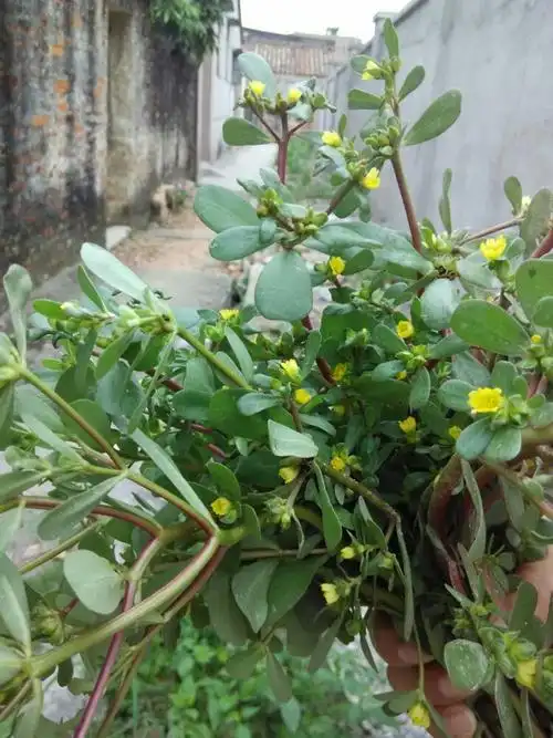 瓜子菜,又叫马齿苋.