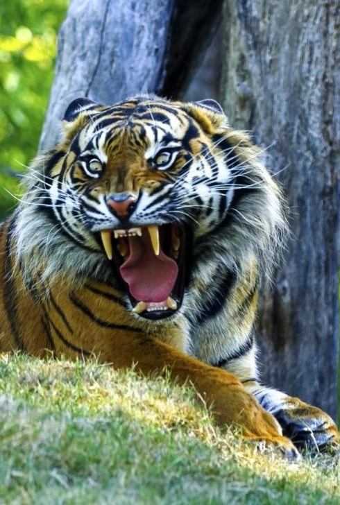 心理测试:你认为哪只老虎最有气势?测你的财运会出现什么转机