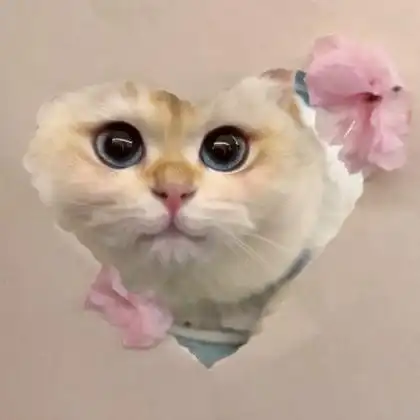 猫的照片可爱头像 高清好看的可爱猫咪头像呆萌图片_动物头像_头像屋