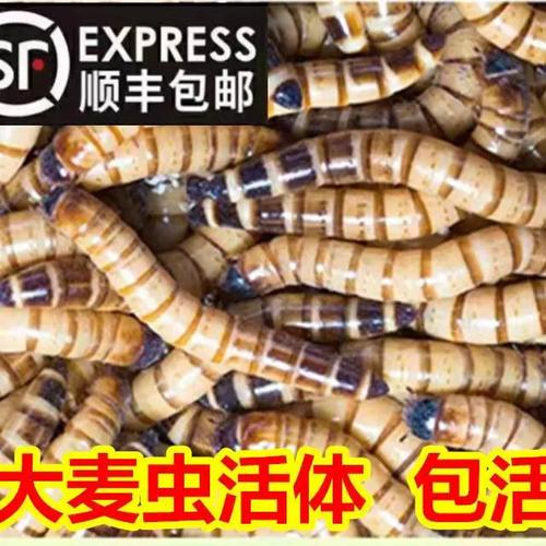 大麦虫活虫活体幼虫大号黄粉虫养殖金龙鱼乌龟八哥画眉鸟仓鼠饲料
