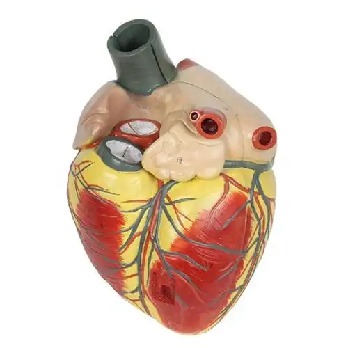 education toys plastic heart model