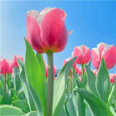 2023风景头像 吉祥好运舒心的风景图片2023年最火头像_风景头像_头像