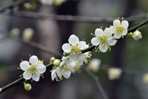 花中君子～绿萼梅