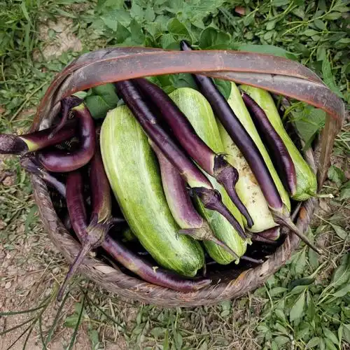 亲手摘的小茄子