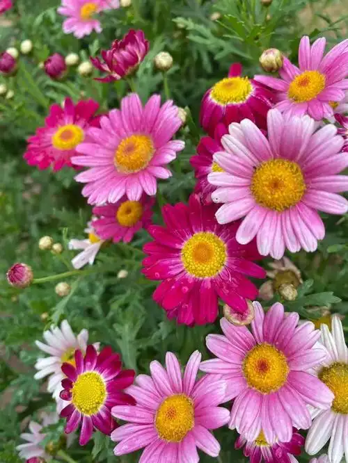 一直很喜欢这种清新脱俗的鲜花,虽然小小的,但是聚集在一起却是那样的