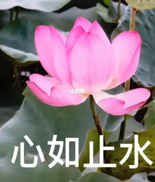 我要像莲花一样,心如止水,任何事都不能打扰到我4297544297