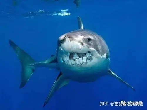 "鲨鱼有蛀牙"?牙齿的衍变 - 知乎