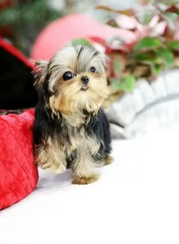 金头银背金头蓝背约克夏宝宝总有一款你喜欢的