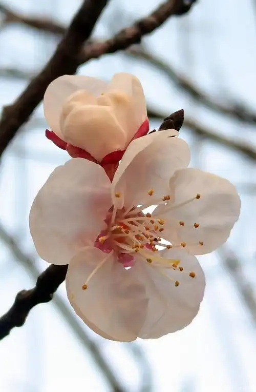 亳州寒冬杏花俏春意提前闹