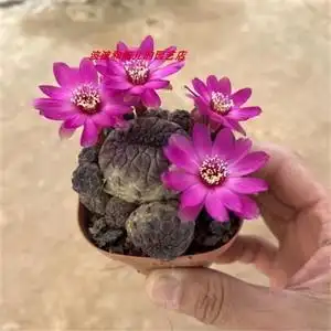 新款多肉植物红丽丸群生多头仙人球室内防辐射吸甲醛开花绿植盆栽