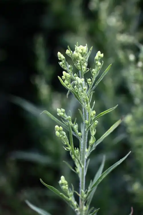 小蓬草菊科飞蓬属