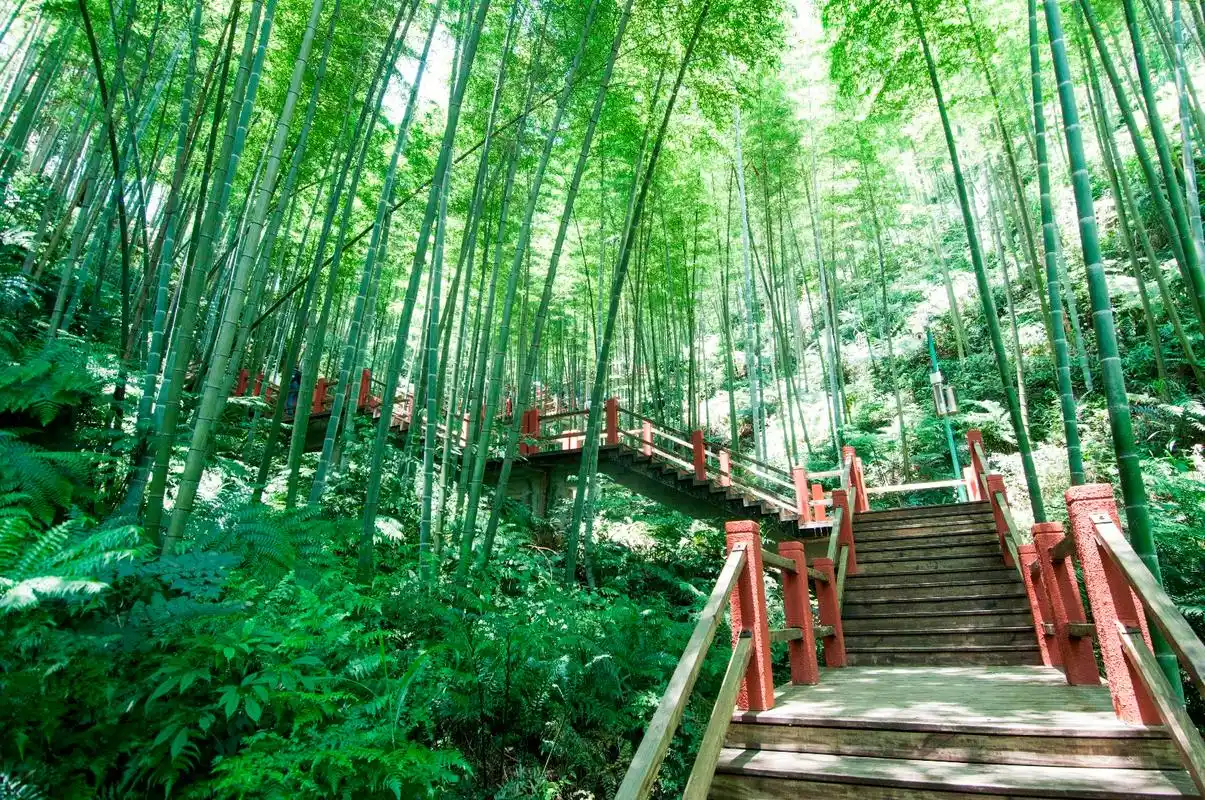 贵州省赤水有一个美丽的地方:赤水竹海国家森林公园