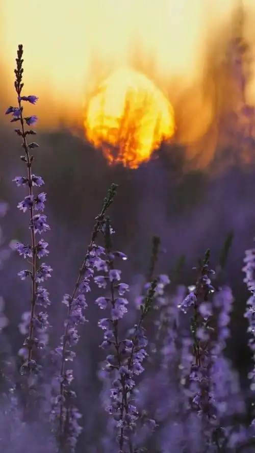 唯美意境图片简约许你一世繁华