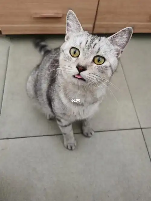 母猫长这样,为啥生出来的仔是不同毛色的#美短虎斑