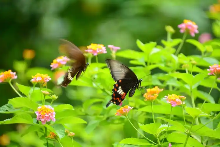 一对蝴蝶在花丛中翩翩起舞