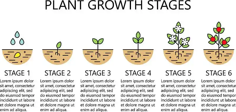 植物从种子到发芽的生长阶段