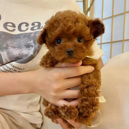 红贵妹妹6119名士纯种活体超小体红棕泰迪妹妹呆萌可爱甜美长不大